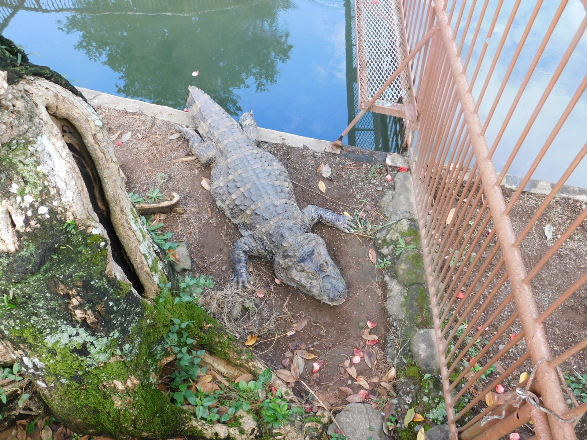 新住居にワニも満足: 学芸員の独り言