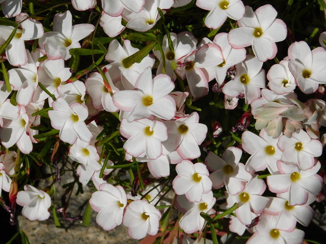 DSCN3426.JPG