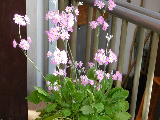 DSCN3427.JPG