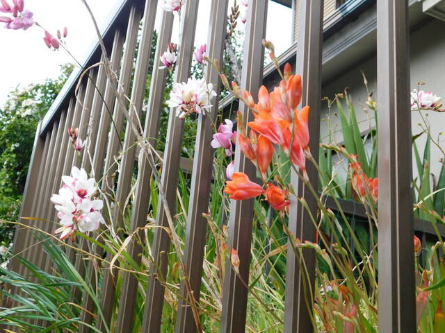 DSCN3479.JPG