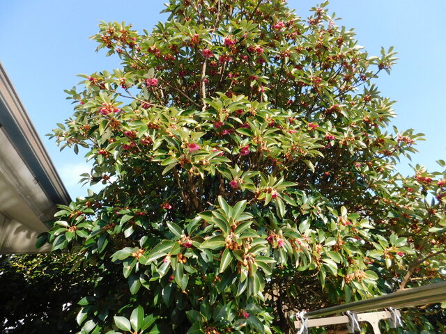 DSCN3480.JPG