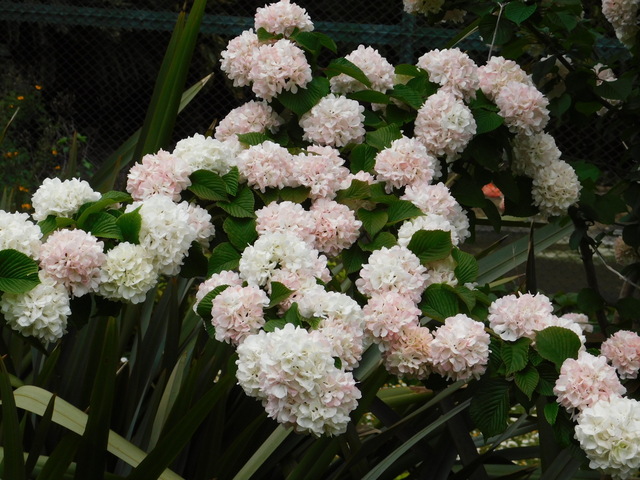 DSCN3553.JPG
