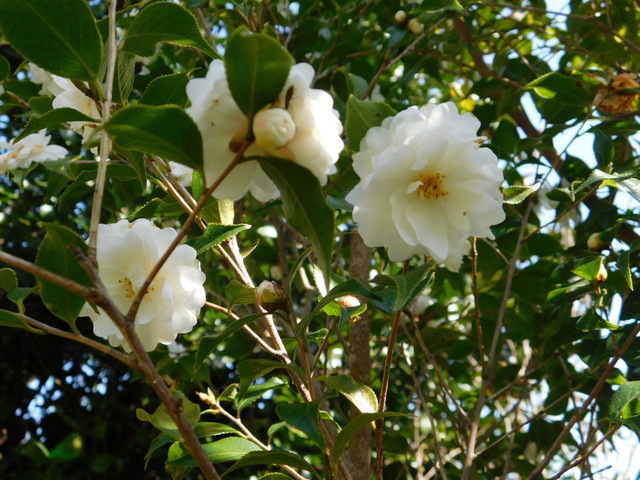 DSCN3606.JPG