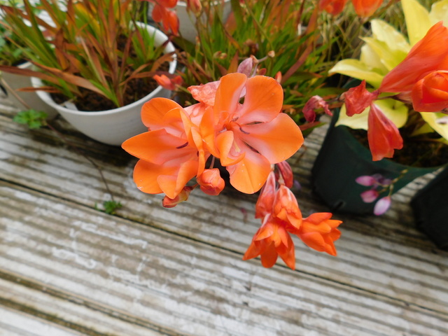 DSCN3619.JPG