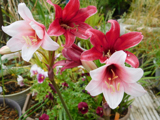 DSCN3623.JPG