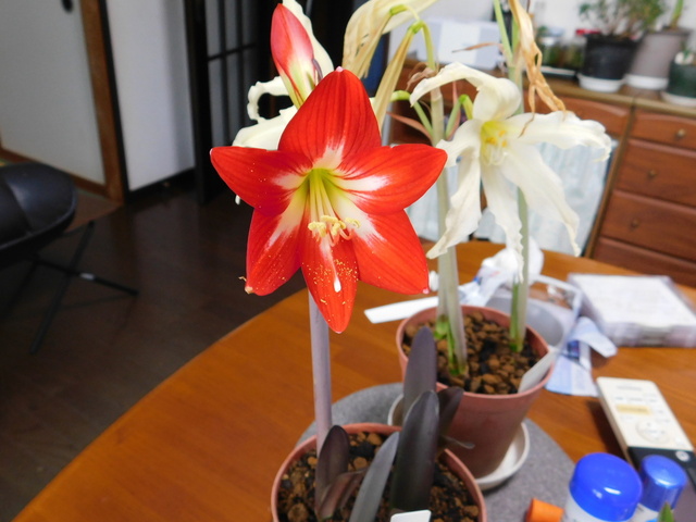 DSCN3653.JPG