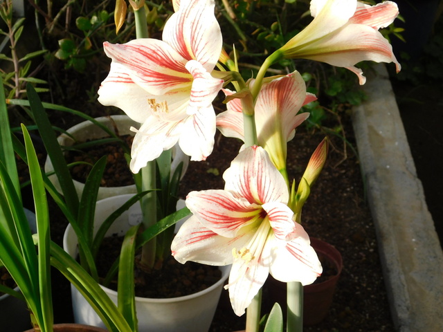 DSCN3745.JPG