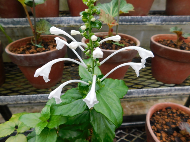 DSCN3765.JPG