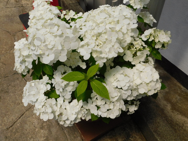 DSCN3766.JPG