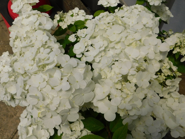 DSCN3768.JPG