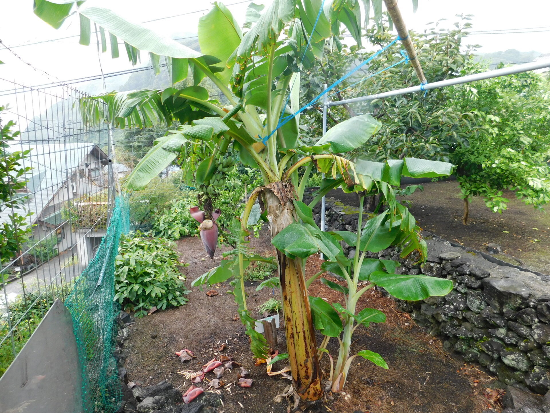 レアバナナ品種　Musa Dwarf Maoli　ドワーフ・マオリ　大苗 レアバナナ品種 Musa Dwarf Maoli ドワーフ・マオリ 大苗 楽天