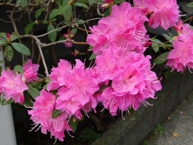 DSCN3985.JPG