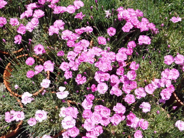DSCN4034.JPG