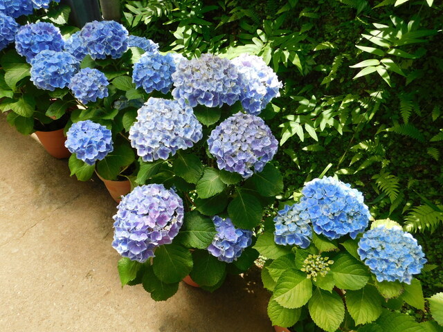 DSCN4042.JPG
