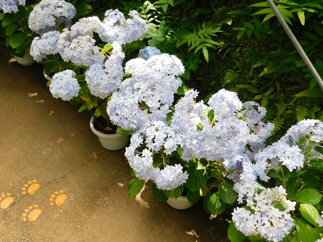 DSCN4043.JPG