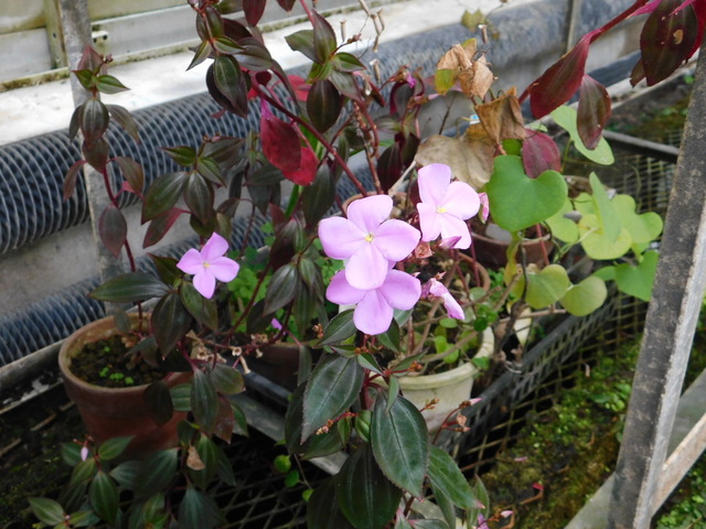 DSCN4044.JPG