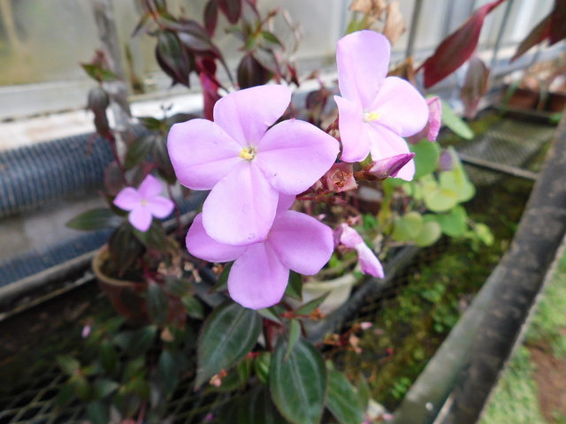 DSCN4045.JPG