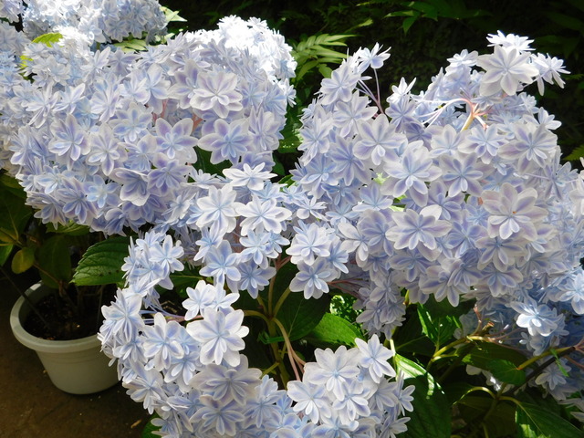 DSCN4046.JPG