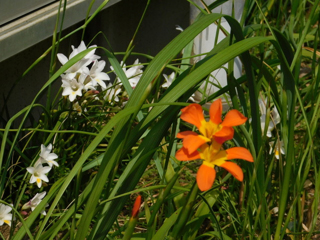 DSCN4049.JPG