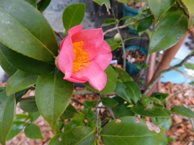 DSCN4051.JPG