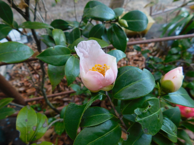 DSCN4053.JPG