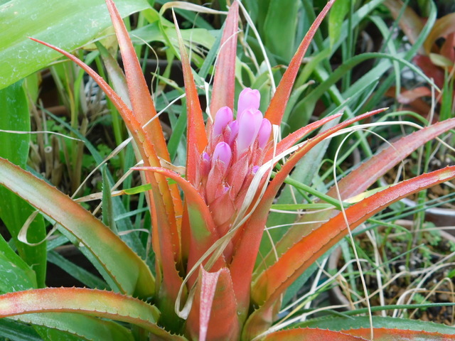 DSCN4181.JPG