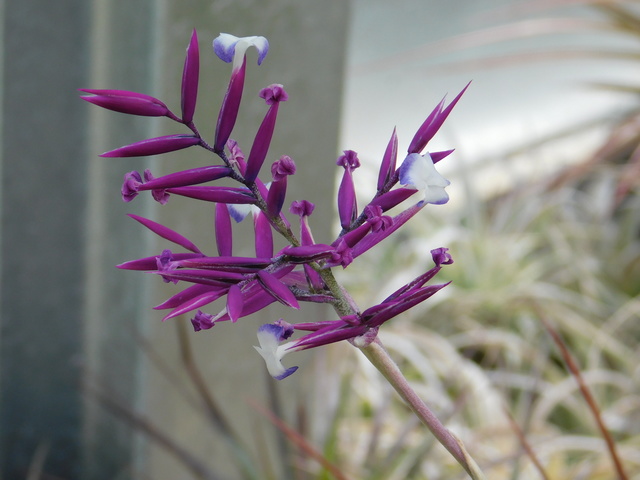 DSCN4187.JPG