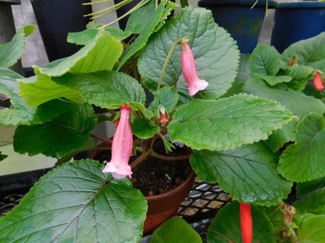 DSCN4196.JPG
