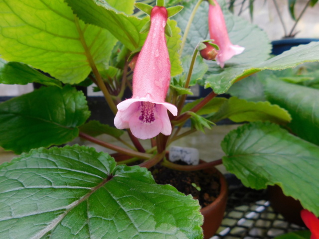 DSCN4199.JPG