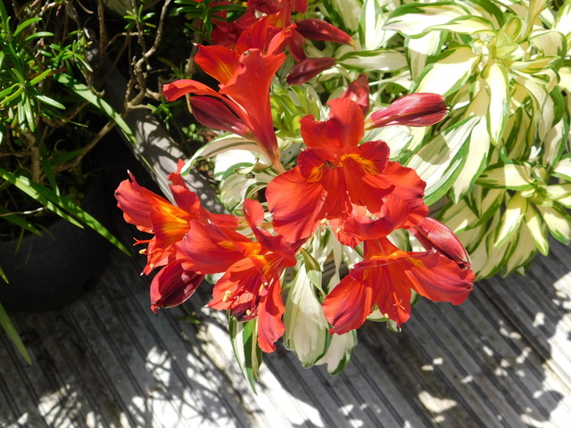 DSCN4225.JPG