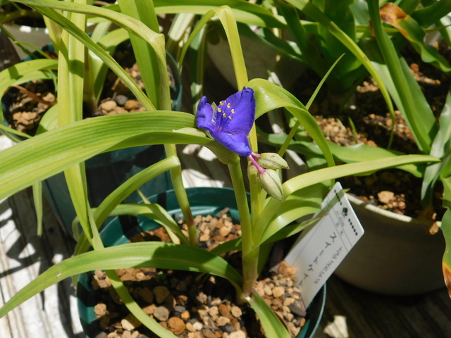 DSCN4227.JPG