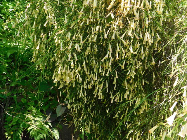 DSCN4243.JPG