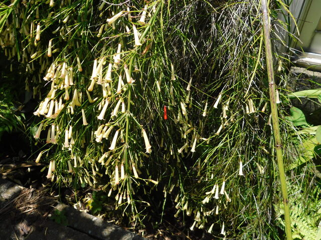 DSCN4245.JPG