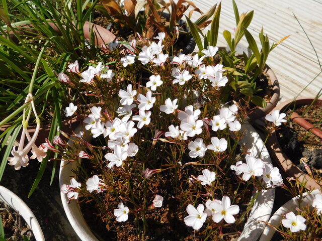 DSCN4275.JPG