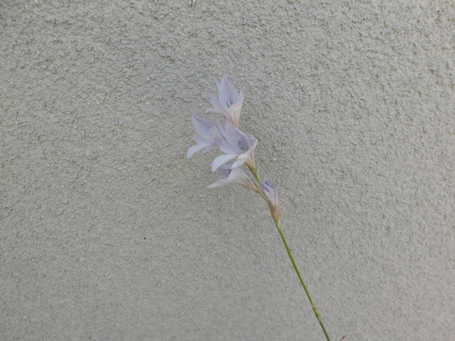 DSCN4275.JPG