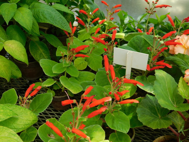 DSCN4295.JPG