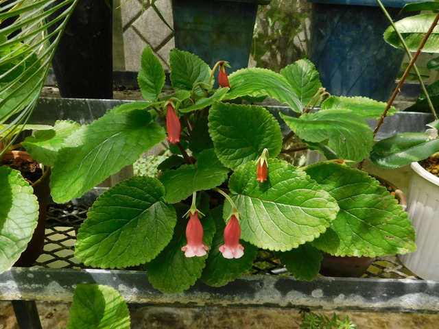DSCN4301.JPG