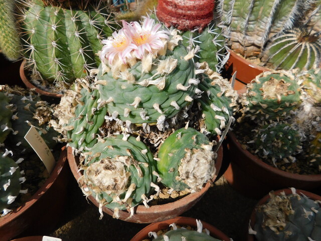 DSCN4303.JPG