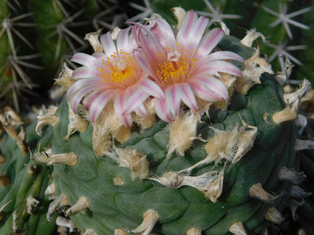 DSCN4305.JPG