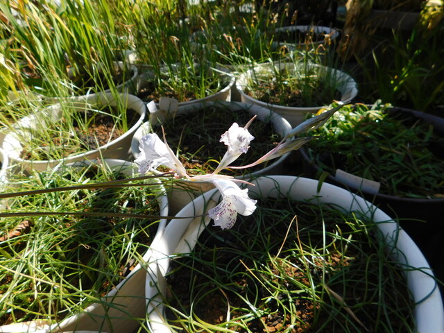 DSCN4317.JPG
