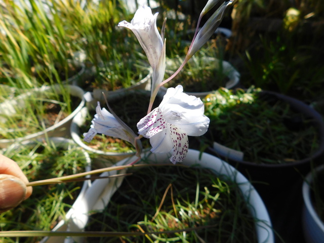 DSCN4319.JPG