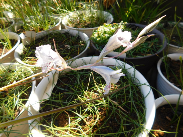 DSCN4321.JPG