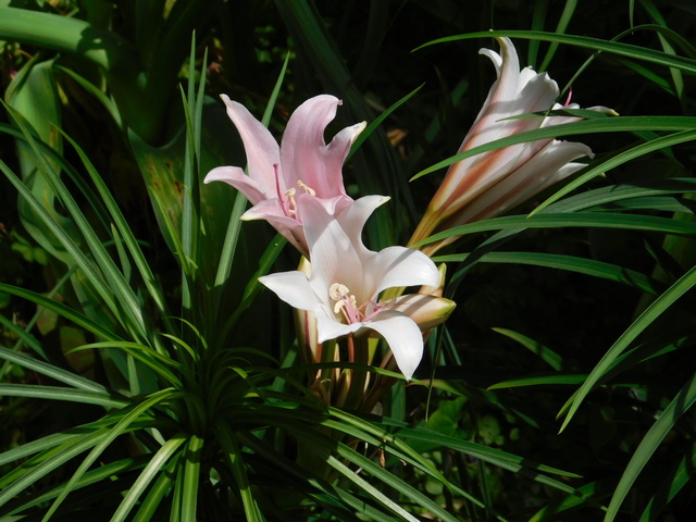 DSCN4332.JPG