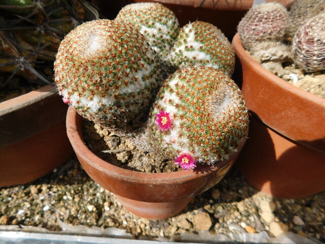DSCN4414.JPG