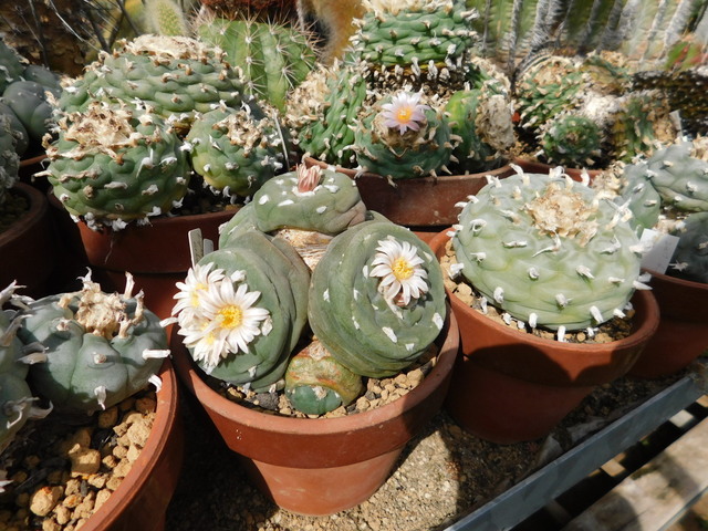 DSCN4424.JPG