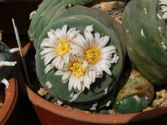 DSCN4426.JPG