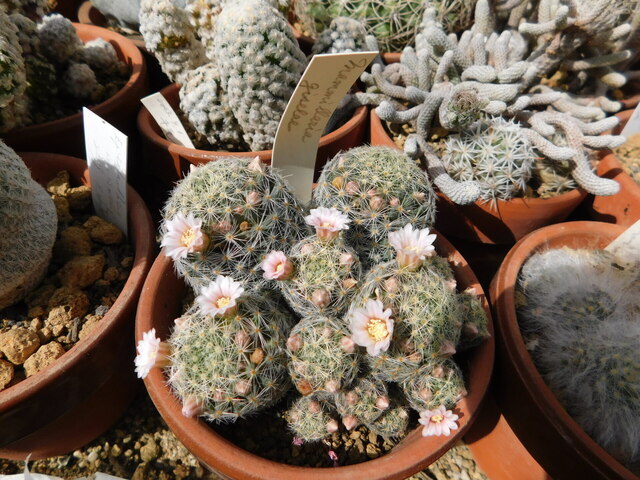 DSCN4431.JPG