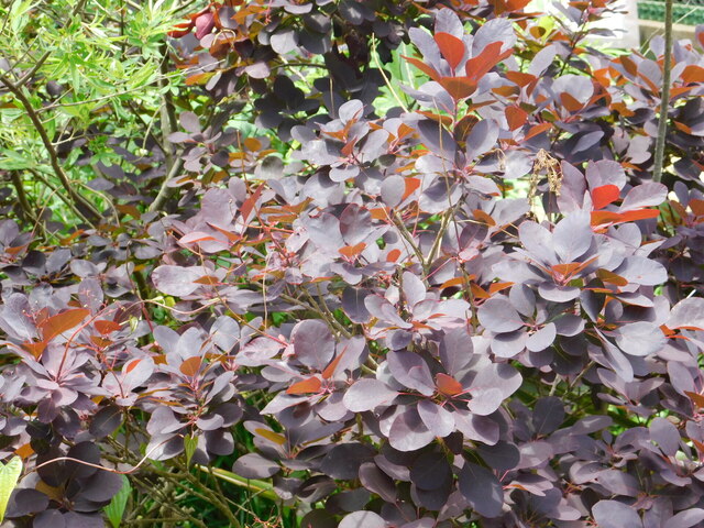 DSCN4500.JPG