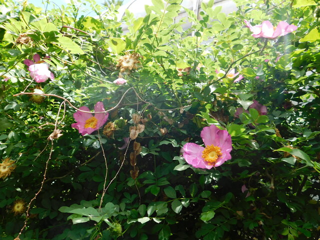 DSCN4515.JPG
