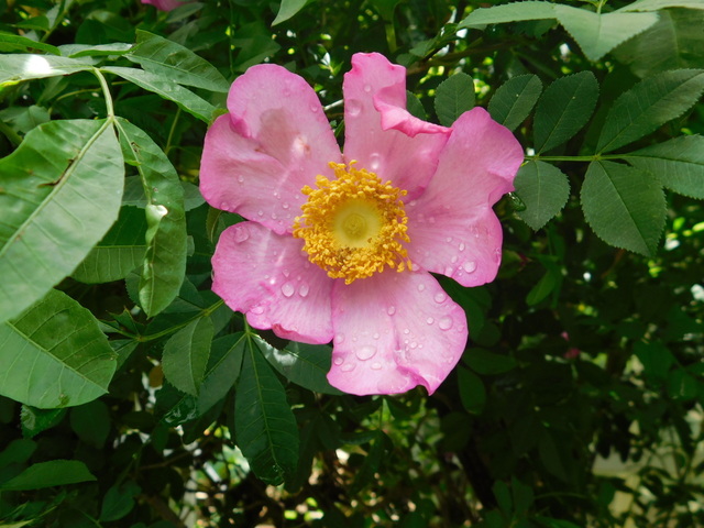 DSCN4517.JPG